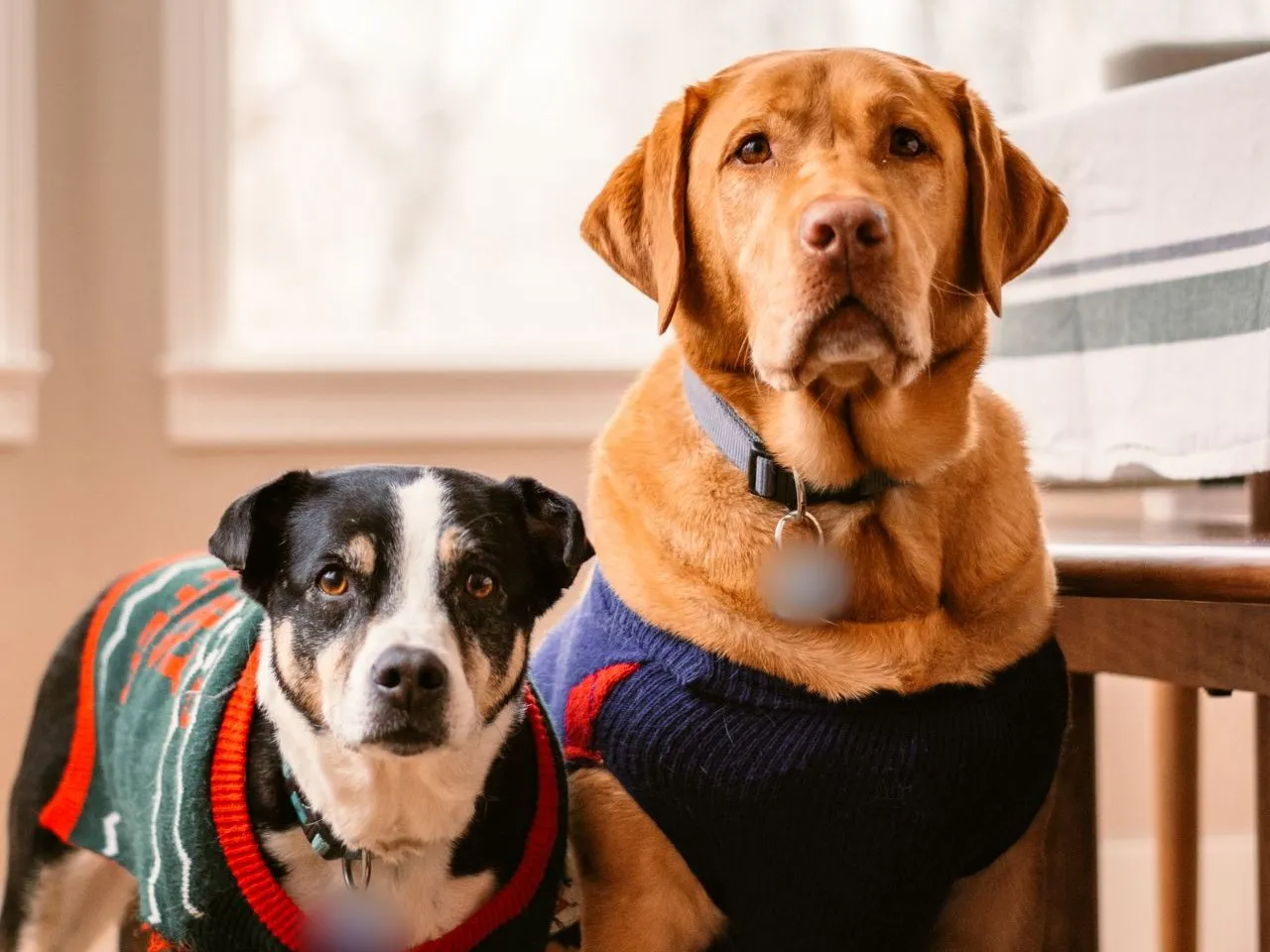 Two dogs in knitted sweaters sitting by a sunny window, wearing collars with ID tags